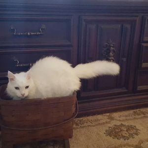 Meet your Posher, Jane